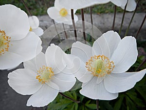 White flowers rockrose Cistus Halimium