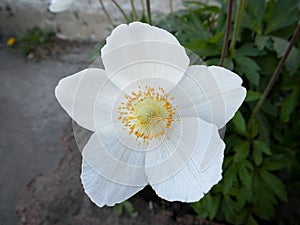 White flowers rockrose Cistus Halimium