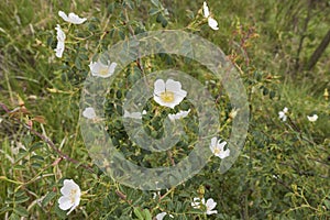 Rosa agrestis shrub in bloom