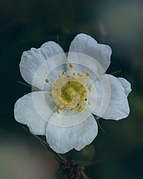 White Flowers in Rosoideae Subfamily: A minimalist shot taken from the top with a macro lens. Location: Kazakhstan