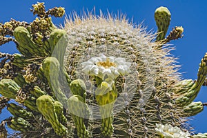 White Flowers Sajuaro Cactus Blooming Saguaro Desert Museum Tucson Arizona