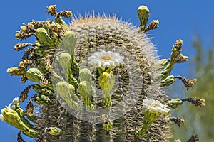 White Flowers Sajuaro Cactus Blooming Saguaro Desert Museum Tucson Arizona