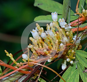 White Flowers of Scaldweed