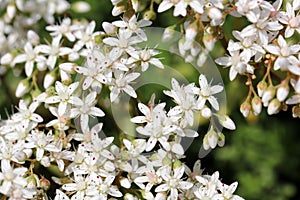 White flowers of Sedum album (White Stonecrop)