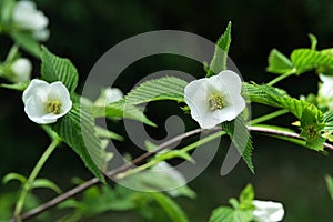 White flowers and serrated margin leaves of decorative shrub Rhodotypos Scandens