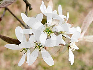 White flowers of serviceberry in spring