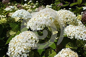 White flowers of sevenbark Hydrangea arborescens