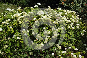 White flowers of sevenbark Hydrangea arborescens