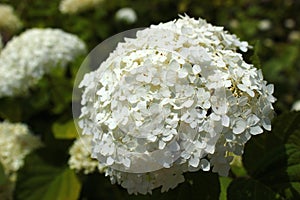 White flowers of sevenbark Hydrangea arborescens