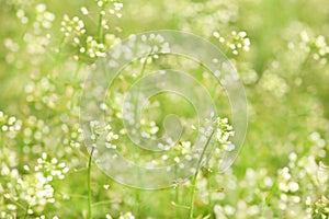 White flowers of shepherd`s purse, latin name Capsella bursa-pastoris