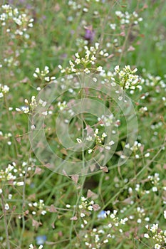 White flowers of shepherd`s purse, latin name Capsella bursa-pastoris