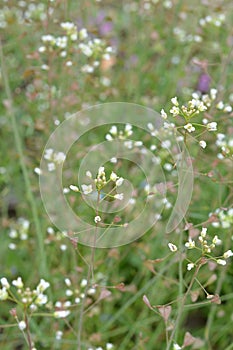 White flowers of shepherd`s purse, latin name Capsella bursa-pastoris