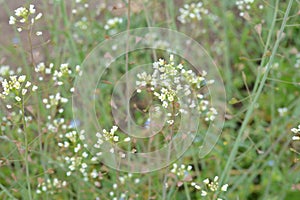 White flowers of shepherd`s purse, latin name Capsella bursa-pastoris