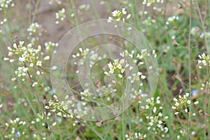 White flowers of shepherd`s purse, latin name Capsella bursa-pastoris