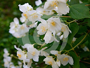 White flowers shrubbery jasmine at springtime