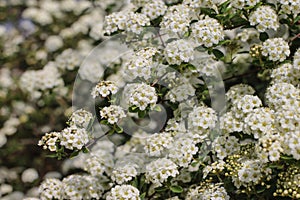White flowers of shurb spirea