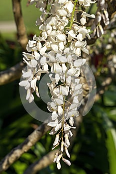 White flowers of a silky wisteria (w. brachybotrys \'alba\'), it is native to Japan