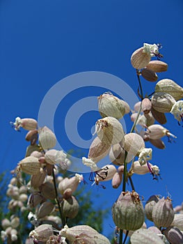 White flowers with small buds against the blue sky.