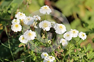 White flowers of sneezewort or Achillea ptarmica