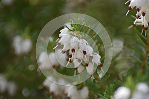 White flowers of a Snow heather (Erica carnea) in the spring sun