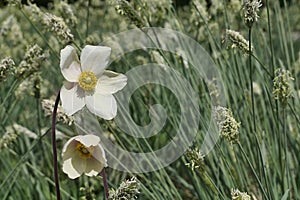 White flowers of Snowdrop Anemone flower, also called snowdrop windflower, latin name Anemonoides Sylvestris