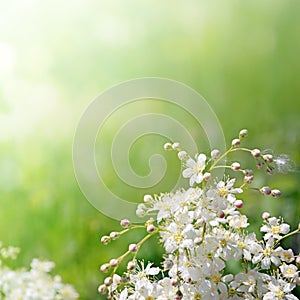 White flowers in soft focus