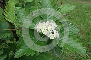 White flowers of Sorbus aria tree in May