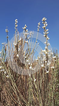The white flowers of Spartocytisus supranubius known locally as Retama del Teide or Broom of Teide photo