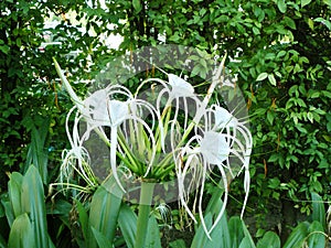 white flowers Spider lily