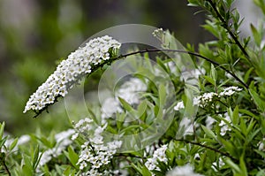 White flowers of Spiraea cinerea