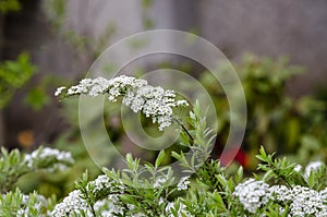 White flowers of Spiraea cinerea