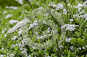 White flowers of Spiraea cinerea