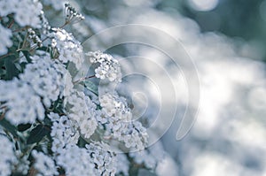 White flowers of spirea. Background photo with blossom of Spirea nipponica Snowmound in springtime. photo