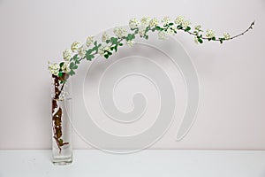 White flowers spirea in glass vase