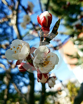 white flowers of spring