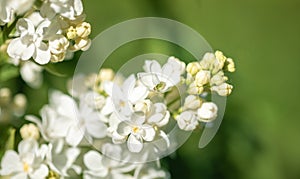 White flowers of spring blooming lilac close up. Natural spring image. Selective focus