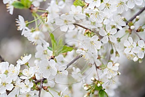 White flowers, in spring, flowering tree