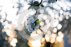 White flowers, in spring, flowering tree