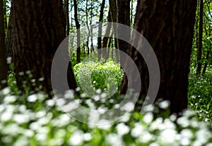 white flowers in the spring forest