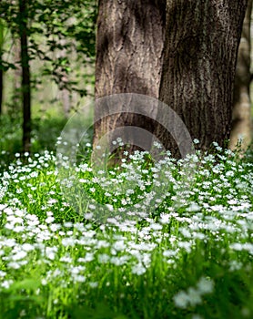 white flowers in the spring forest