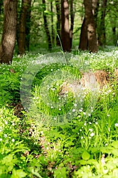 white flowers in the spring forest