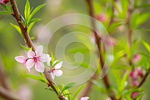 The white flowers in the spring tone. Beautiful flowers in nature