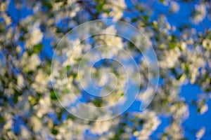 white flowers in spring photo