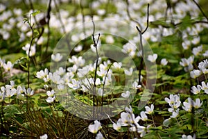 White flowers in a spring wood