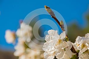 White flowers and sprout of fruit tree