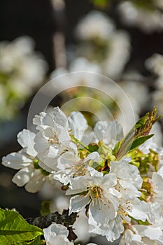 White flowers and sprouts of fruit tree