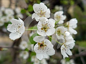 White flowers with stamens on the tree in spring