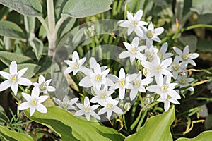 White flowers of star-of-Bethlehem Ornithogalum umbellatum plant close-up