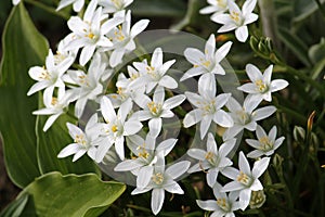 White flowers of star-of-Bethlehem Ornithogalum umbellatum plant close-up