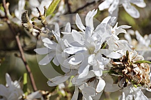 White flowers of the Star magnolia (Magnolia stellata) during spring